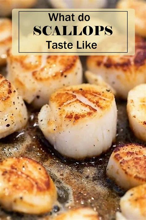 what are scallops similar to